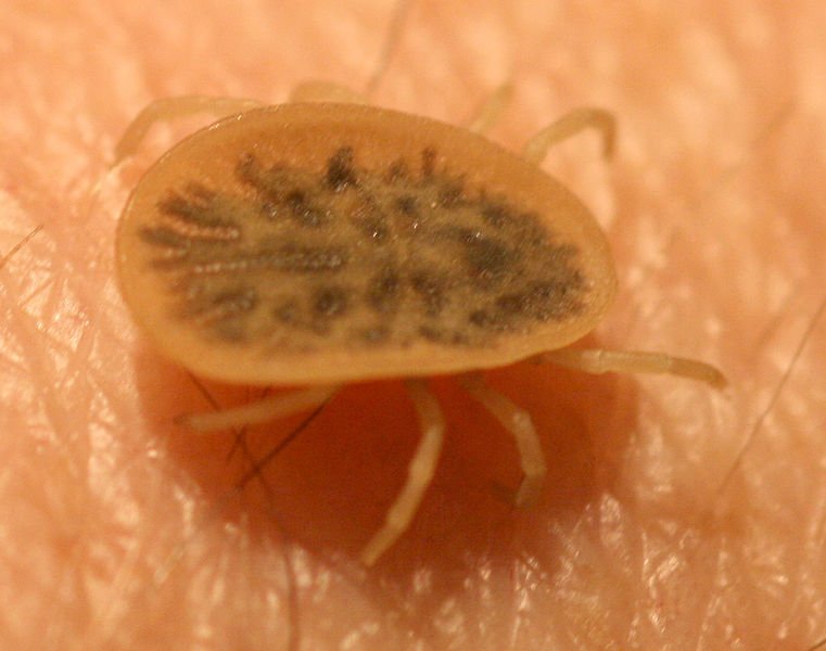 Obrzeżek ptasi to groźna dla ludzi odmiana kleszcza, który występuje wśród ptactwa.