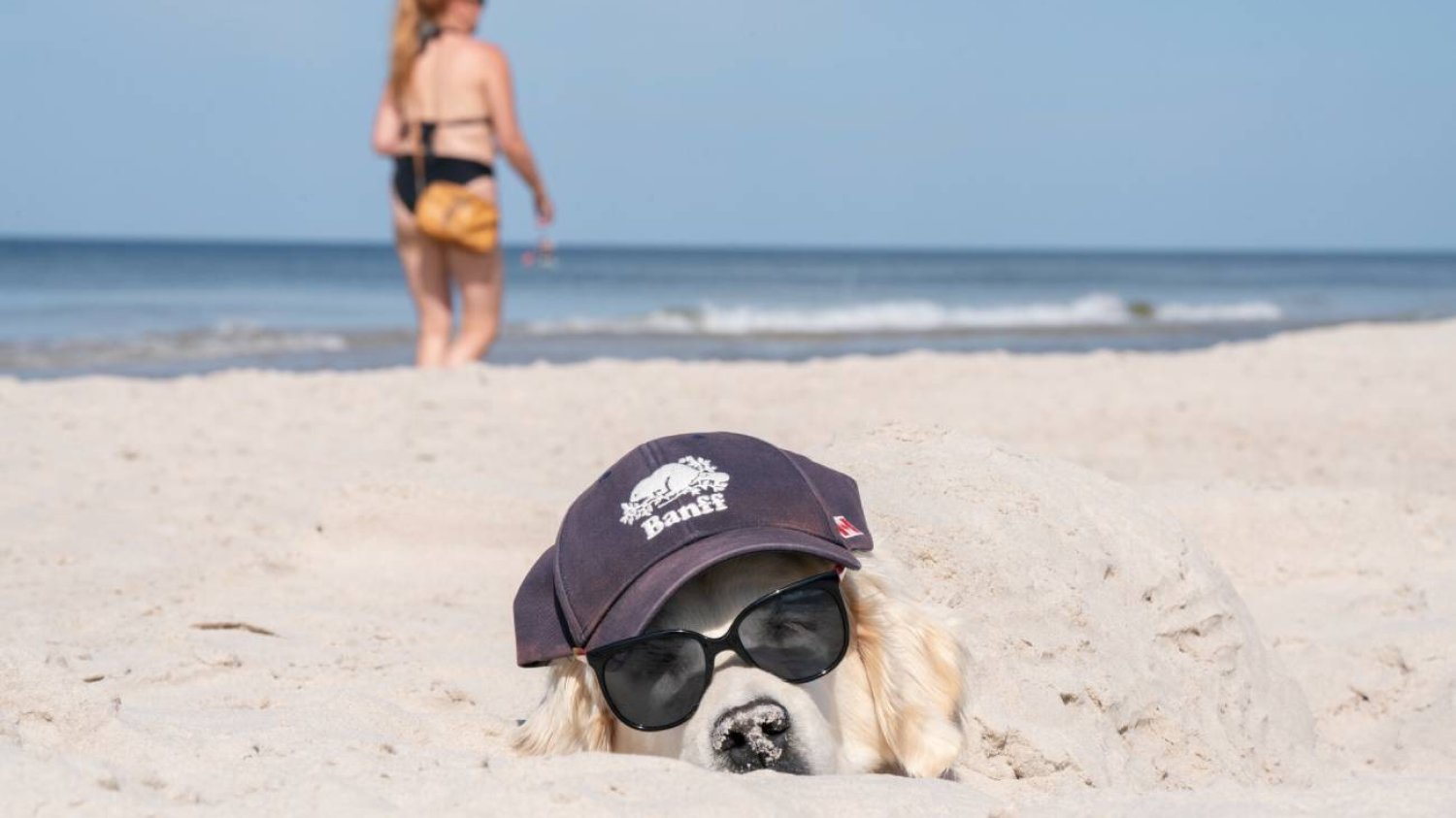 Pies na polskiej plaży