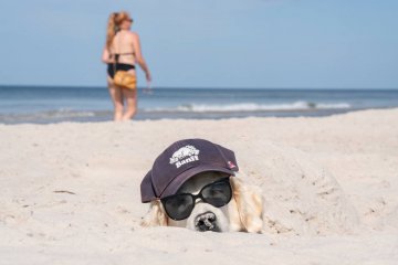 Pies na polskiej plaży