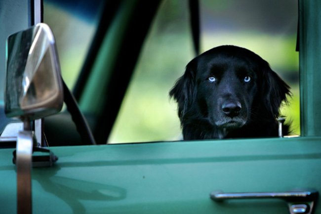 Wszystko zaczęło się od psa o imieniu Todd
