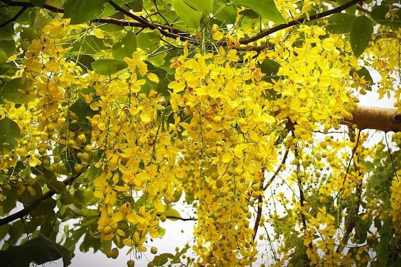 Złotokap - trująca roślina Złotokap - trująca roślina