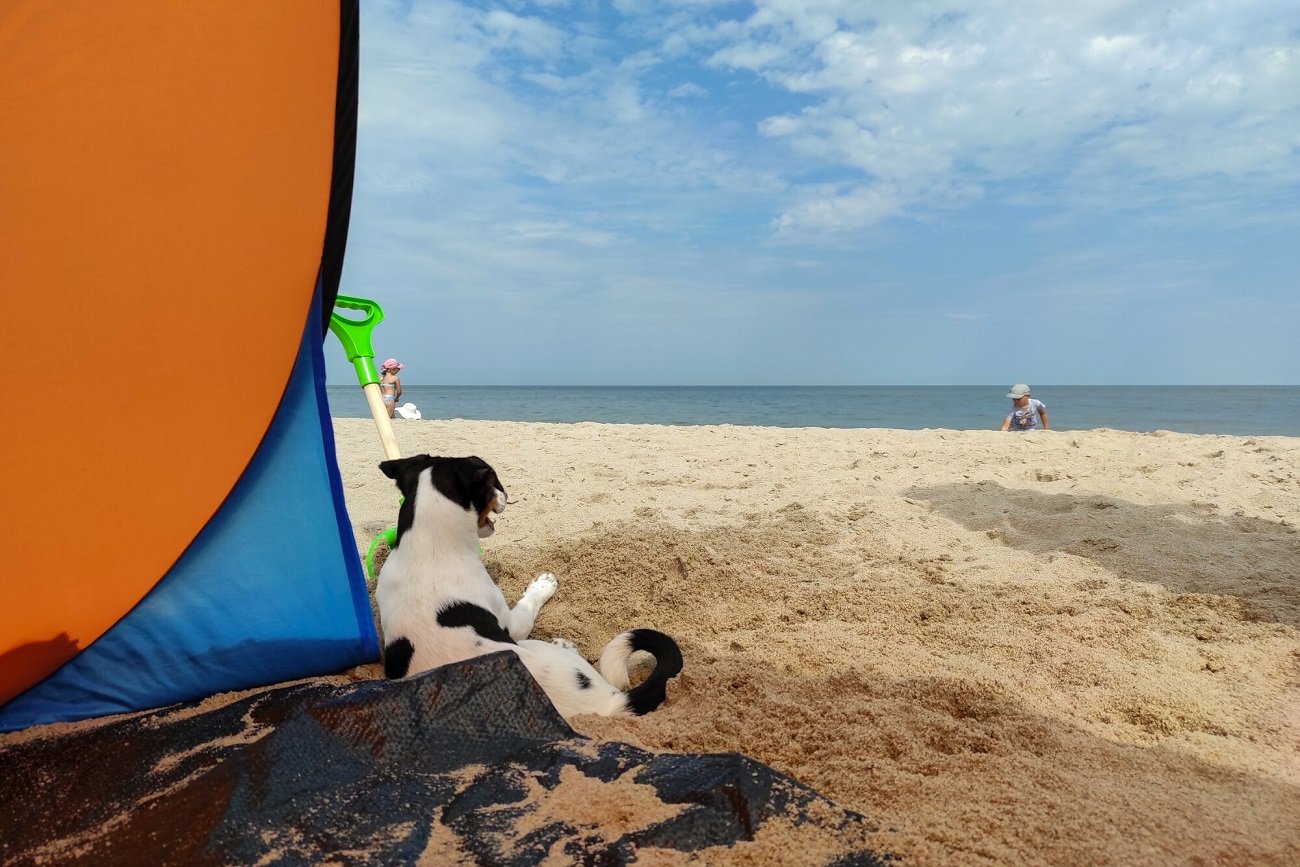 Zachowanie właścicieli psów pozostawia wiele do życzenia.