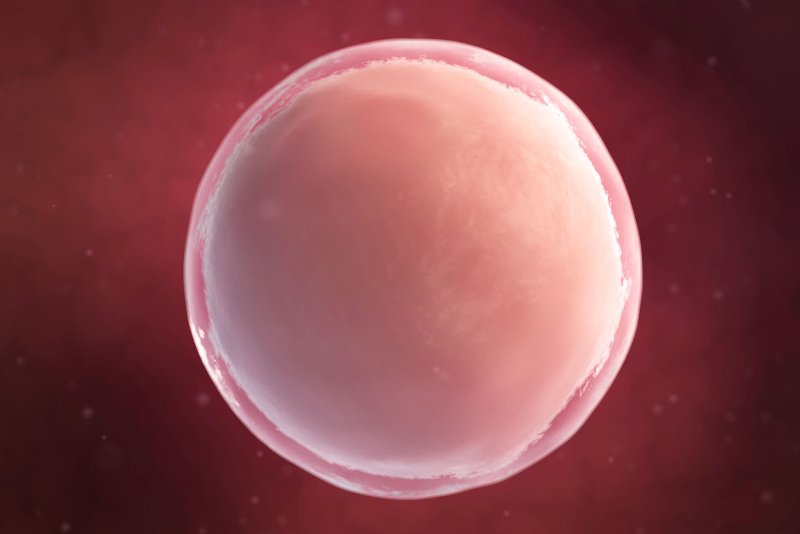 1 tydzień ciąży: komórka jajowa