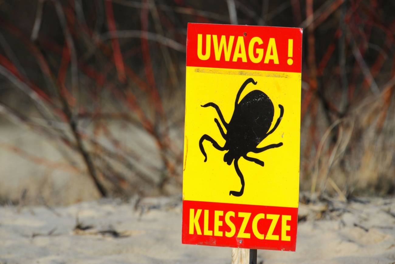 Borelioza, co to za choroba, objawy, leczenie, badania na boreliozę, test na boreliozę, borelioza rumień, wyniki badania na boreliozę - jak odczytać