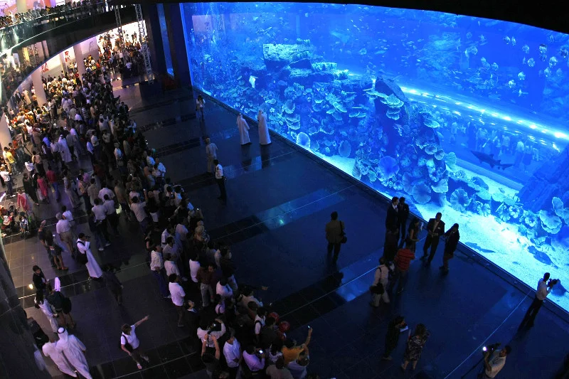 W gigantycznym akwarium Dubai Aquarium and Underwater Zoo w galerii handlowej Dubai Mall żyje ponad 33 tysiące gatunków zwierząt wodnych, w tym rekiny, manty, wydry i piranie