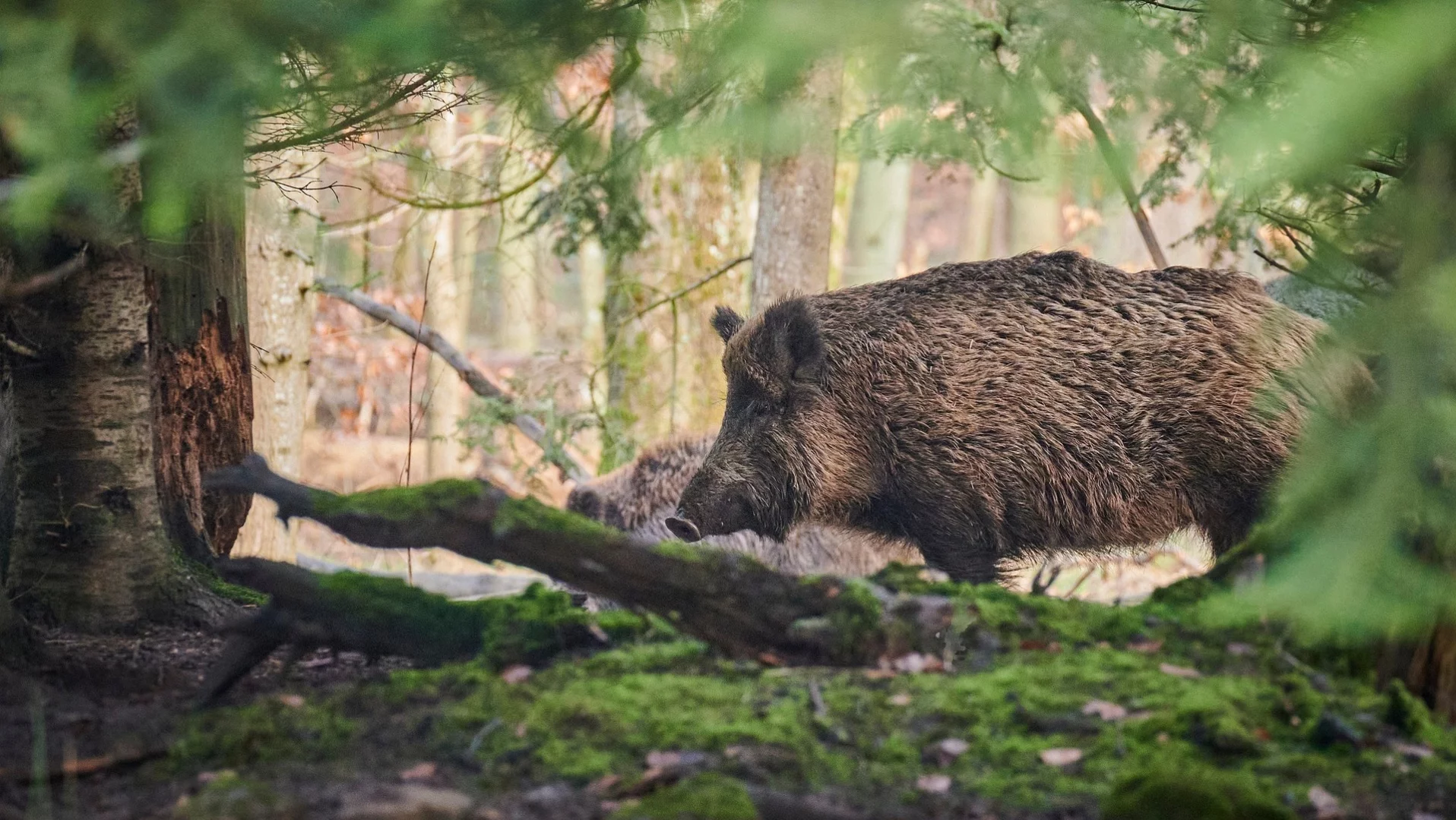Locha zaatakowała wózek z małym dzieckiem. Tego nigdy nie rób podczas spotkania z dzikiem