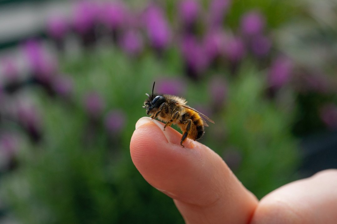 Użądlenie Pszczoły U Dzieci Jak Wygląda I Kiedy Udać Się Do Lekarza Mamadupl 9673