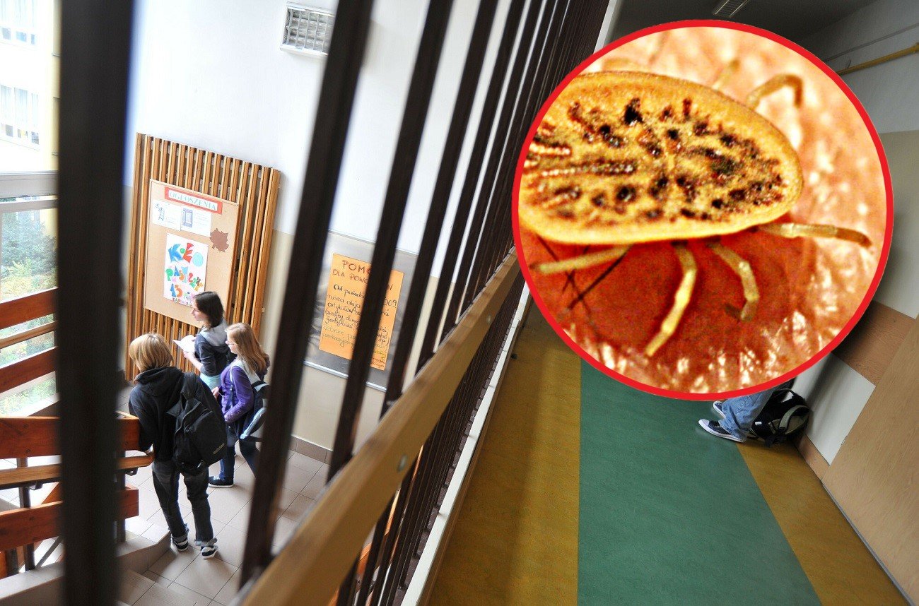 kleszcze - obrzeżki gołębie w budynku szkoły