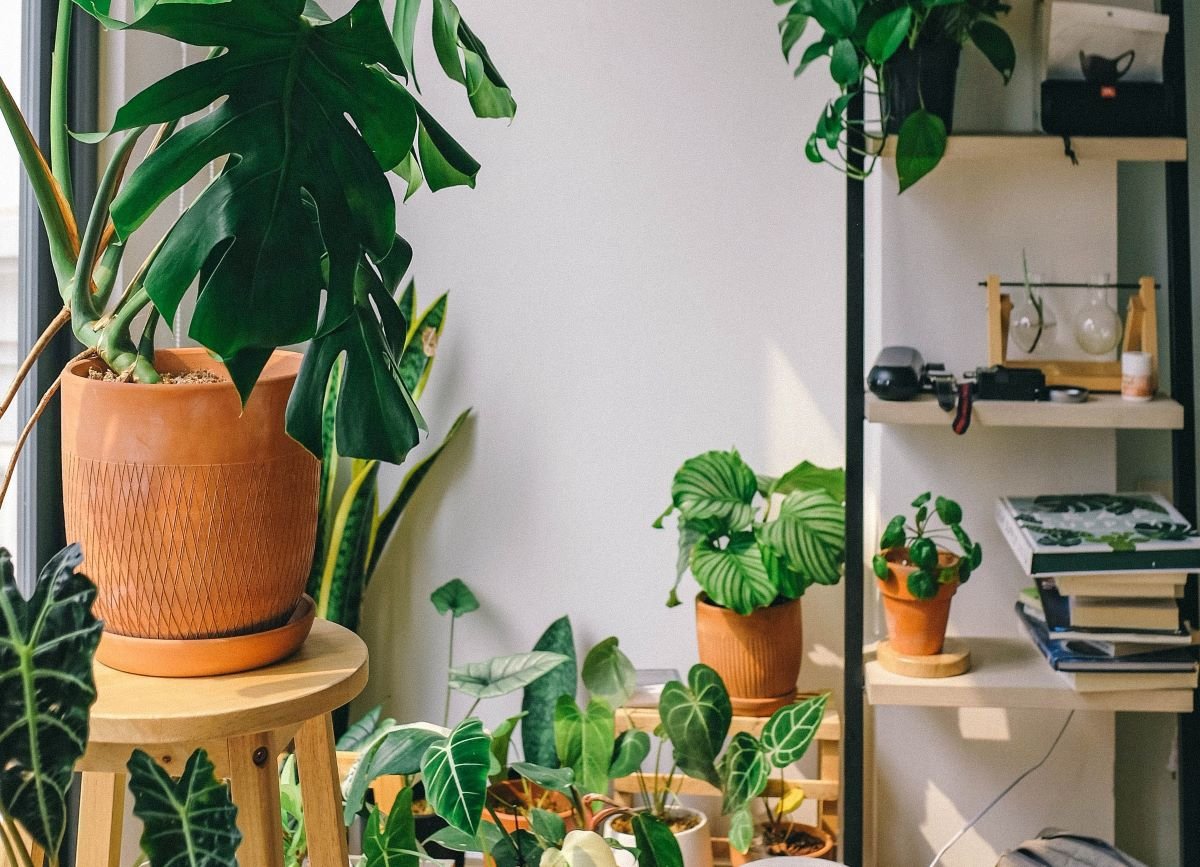 Drożdże do pielęgnacji roślin doniczkowych