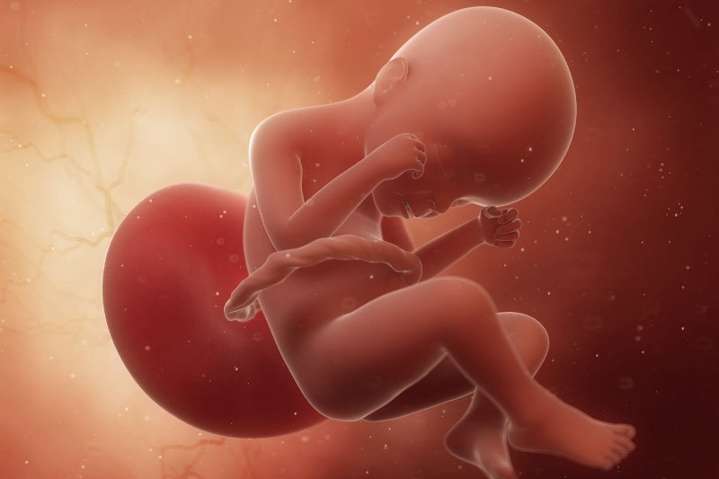 24 tydzień ciąży: jak wygląda dziecko