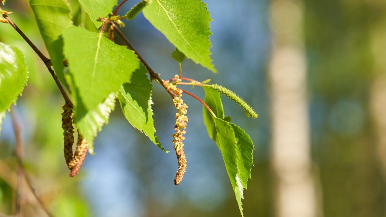 Alergia na brzozę: kiedy pyli brzoza?