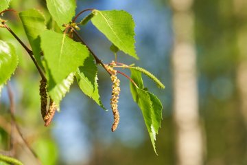Alergia na brzozę: kiedy pyli brzoza?