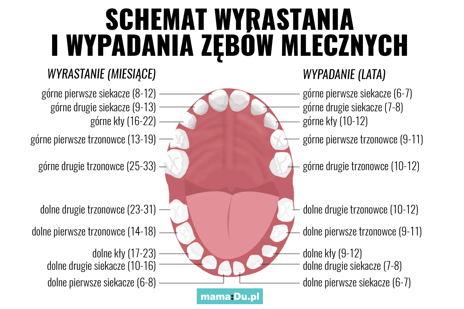 Ząbkowanie - kolejność wyrastania zębów mlecznych.