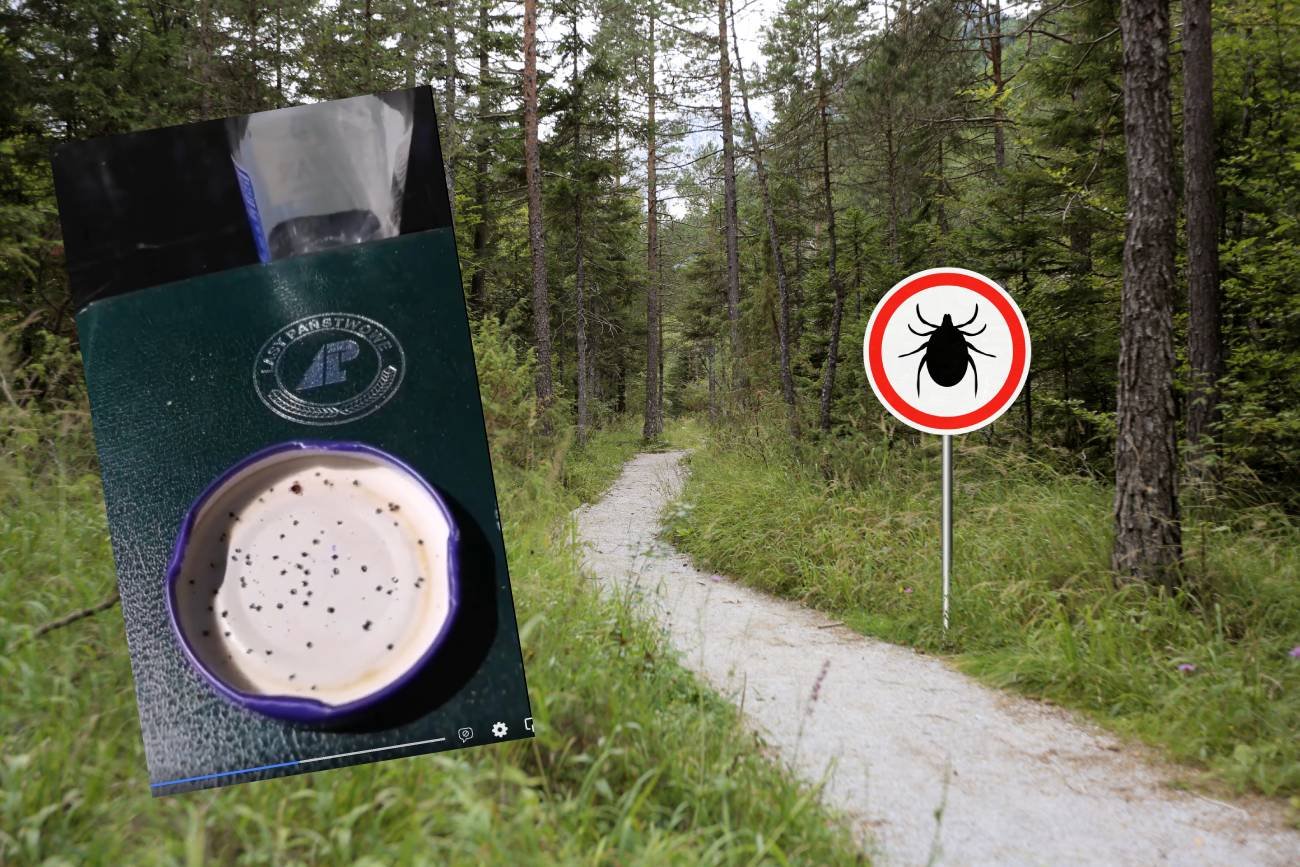 kleszcze, jak unikać kleszczy, kleszcze borelioza, kleszcze w lesie, kleszcze na spacerze, spacer w lesie