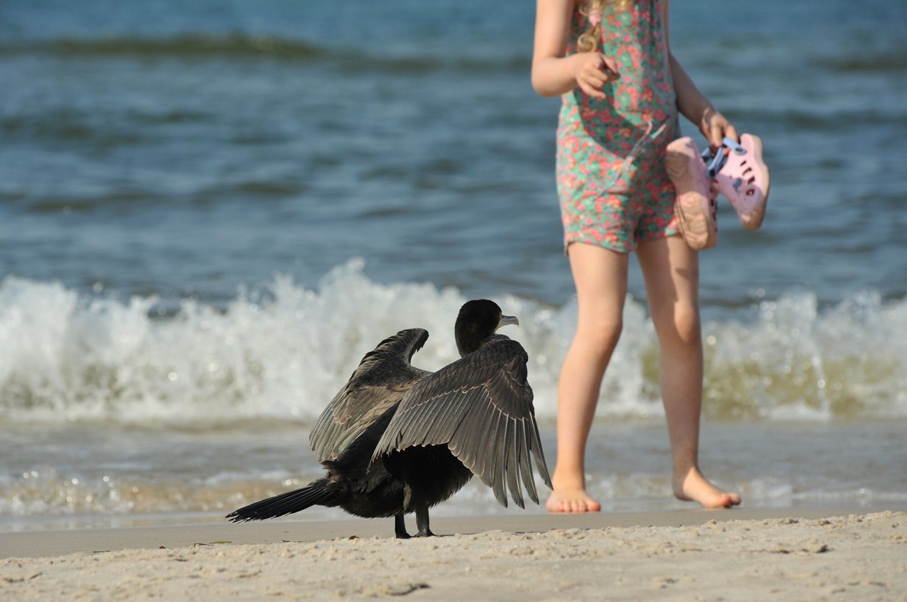 kormoran czarny na plaży