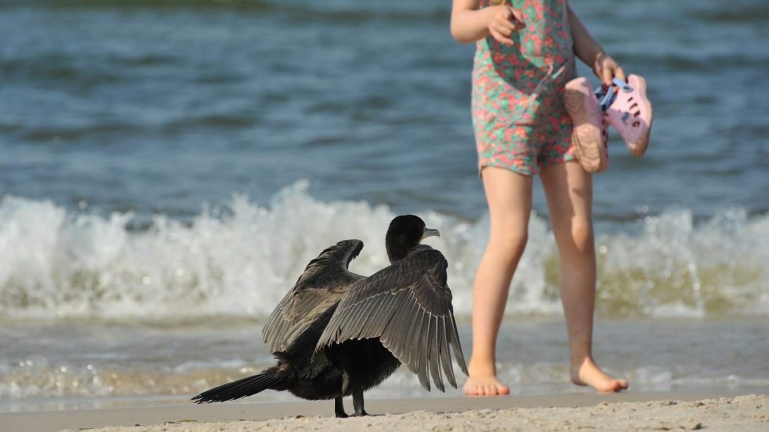 kormoran czarny na plaży