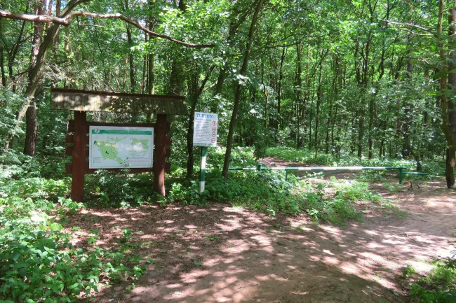 Las Nadarzyński