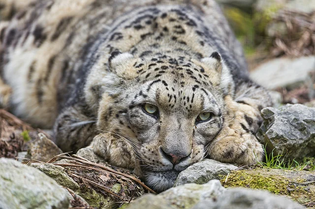 Fot. [url=http://skroc.pl/b12fe]Tambako The Jaguar[/url] / [url= http://goo.gl/OOAQfn]CC BY[/url]