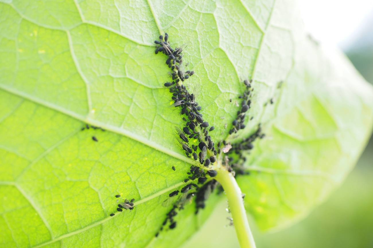 Naturalne Sposoby Na Mszyce Jak Zwalcza Mszyce Z Ogrodu Mamadu Pl