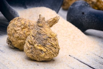 Korzeń Maca nazywany jest naturalną viagrą. Ta peruwiańska roślina podnosi libido i płodność u mężczyzn