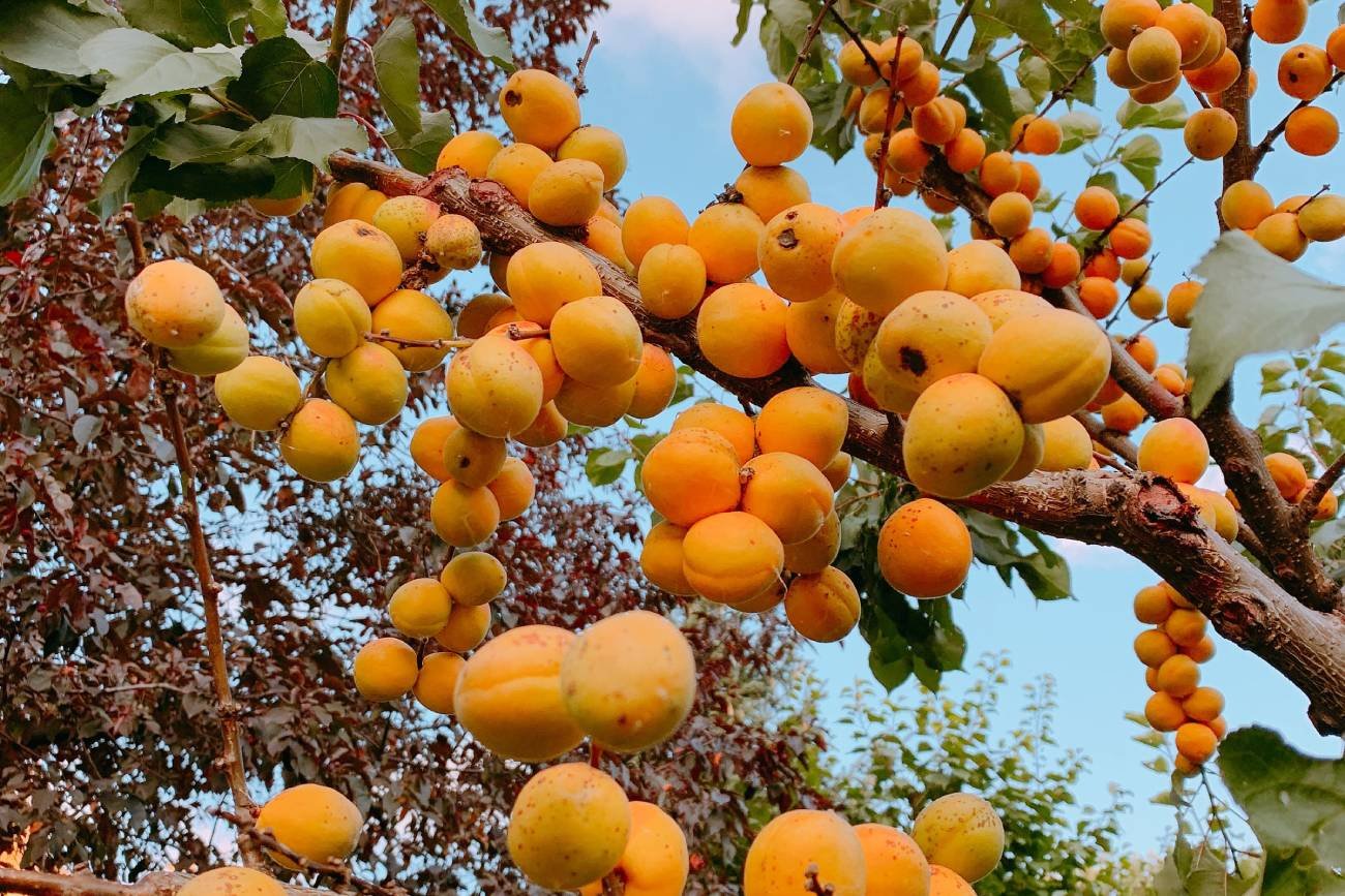 Drzewa owocowe mogą wyrosnąć z porzuconych pestek.