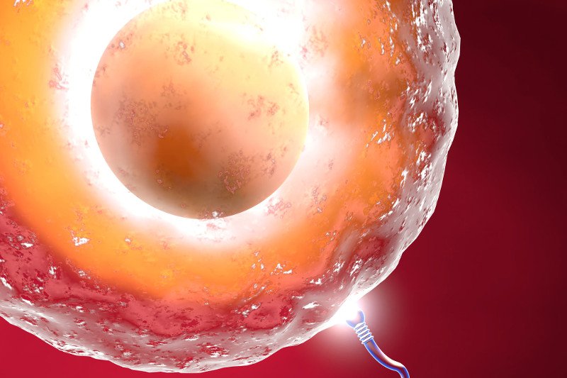 Dojrzała komórka jajowa, która może być zapłodniona.