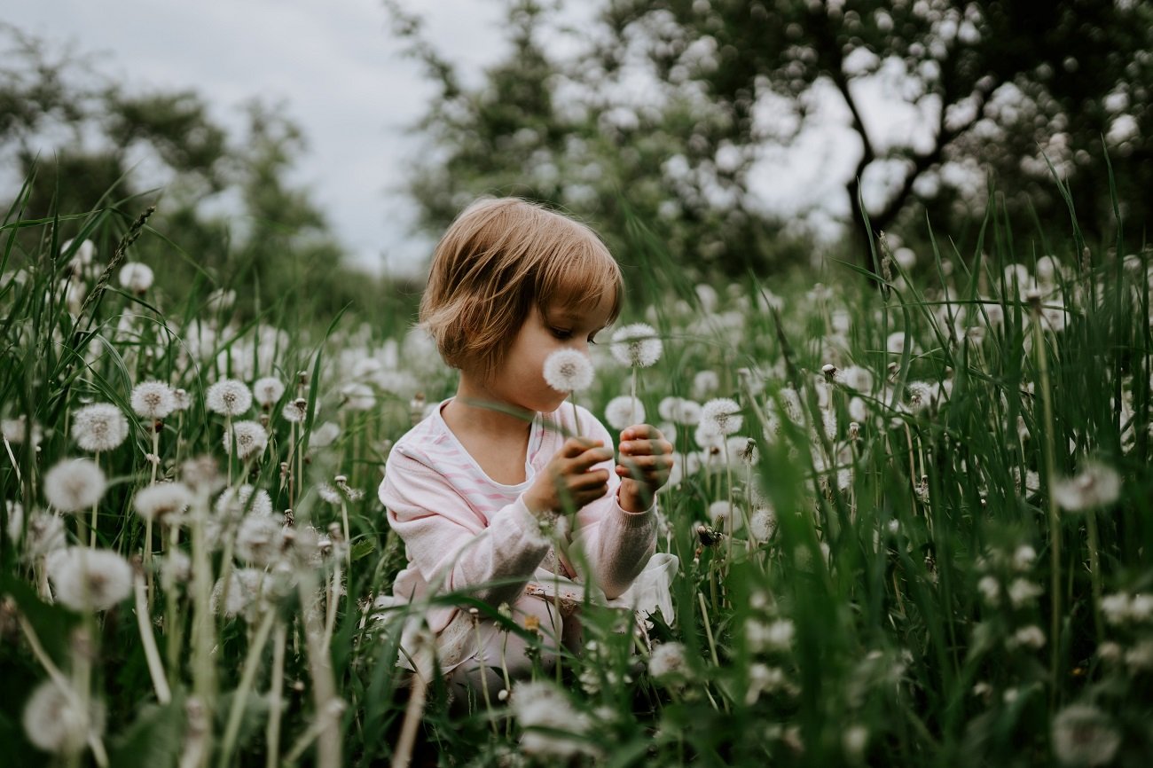 Dziecko siedzi na łące, kwitną dmuchawce. Lato kwitnąca łąka.