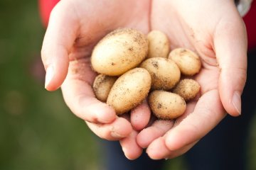 młode ziemniaki na dłoni