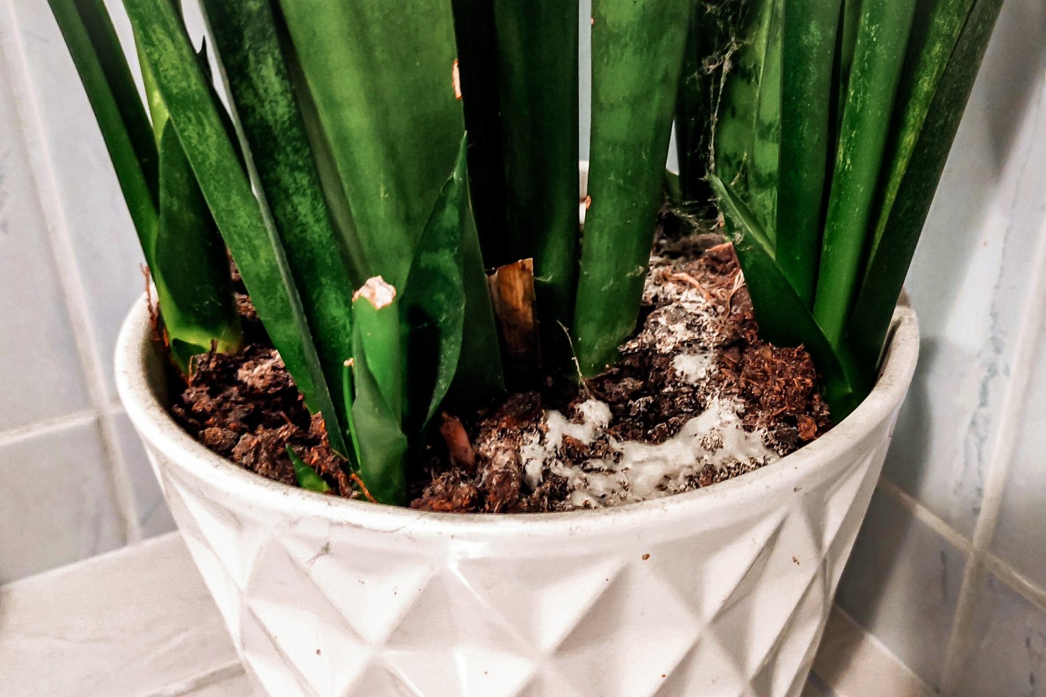 pleśń w doniczce, jak pozbyć się pleśni z kwiatów, spleśniałą ziemię w doniczce, biały nalot kwiaty doniczkowe, pielęgnacja kwiatów doniczkowych