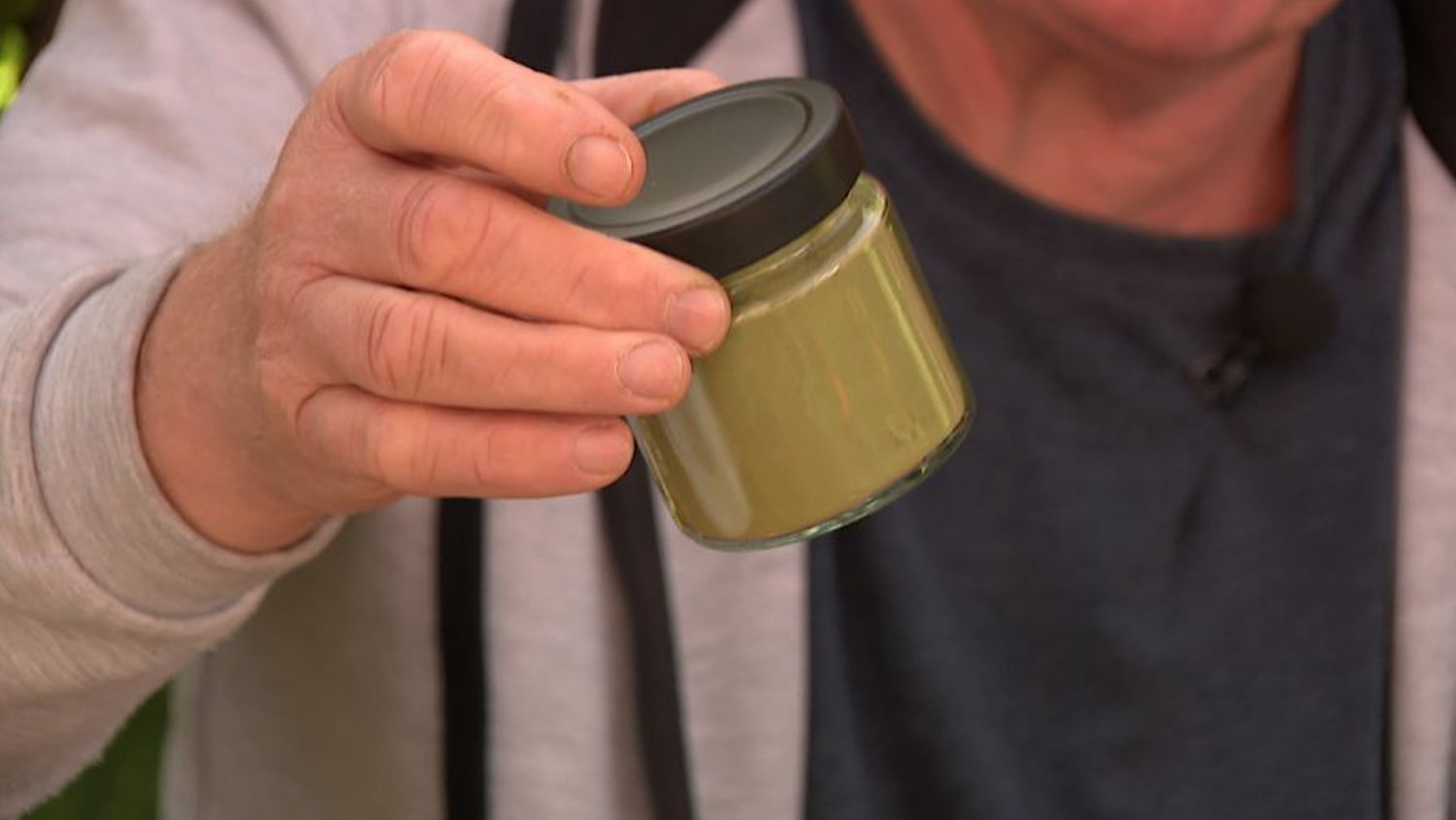 "Matcha" z Podlasia jest nie mniej zdrowa niż ta z Japonii. Wszystkie rośliny rosną pod Hajnówką