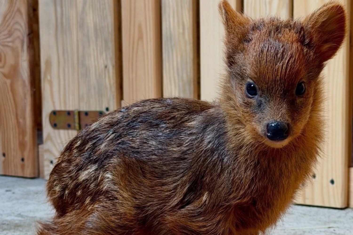 najmniejszy jelonek z warszawskiego zoo otrzymał urocze imie