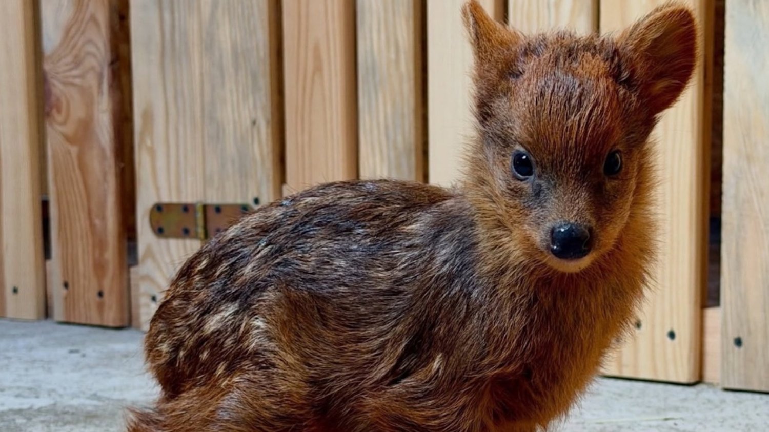 najmniejszy jelonek z warszawskiego zoo otrzymał urocze imie